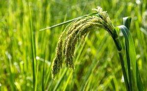 ICRISAT develops portable technology for testing crops' nutrition level - Vimarsana News