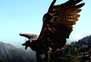 Indian Army's anti-drone Kite may help in bringing back the lost sport of Falconry - Vimarsana News