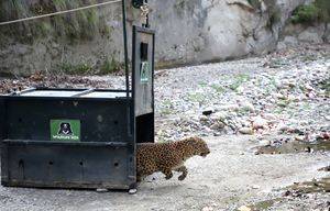 Injured leopard from Meerut back in the wild after treatment in Agra - Vimarsana News