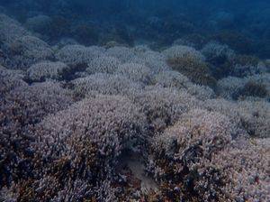 Intense coral bleaching recorded in Lakshadweep due to marine heatwaves - Vimarsana News