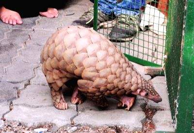 Pangolin rescued, one poacher held by STF in Odisha - Vimarsana News
