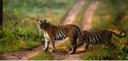 Mixed response to night travel ban on TN road to protect wildlife - Vimarsana News