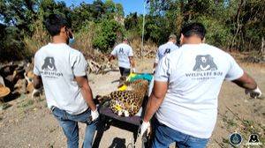 Leopard injured seriously in road accident, treated at Pune facility - Vimarsana News