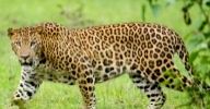 Leopard involved in killing cattle trapped in TN's Bhavanisagar - Vimarsana News