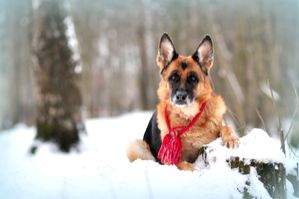 Loyal German Shepherd shields master's body in icy Himachal terrain - Vimarsana News