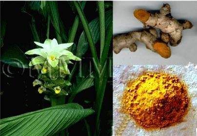 LU botanists discover new disease in turmeric - Vimarsana News