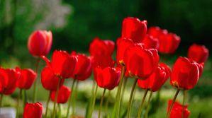 Lucknow sees tulips blooming in winter; a first for the world, say experts - Vimarsana News