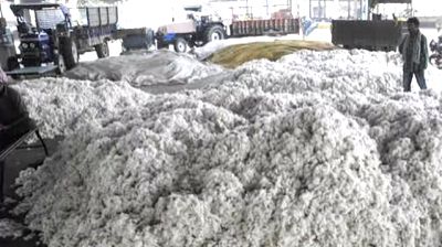 India to host 35-nation cotton advisory committee meet from Dec 2 to 5 - Vimarsana News