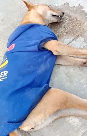 Man booked for beating dog to death - Vimarsana News