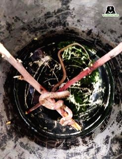 Massive snake rescued from garage in Agra Air Force Station - Vimarsana News