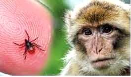 Monkey Fever scare: TN public health department issues health advisory - Vimarsana News
