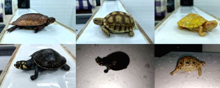 Mumbai DRI seizes 306 exotic live animals smuggled from Thailand (Ld) - Vimarsana News