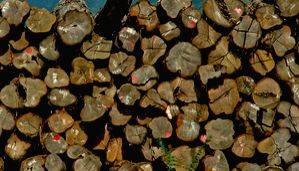 Myanmar seizes over 1,600 tons of illegal teak timber in April-May - Vimarsana News