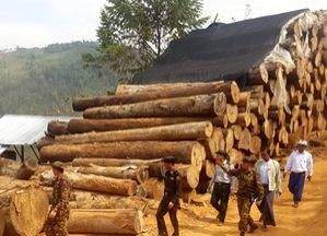 Myanmar seizes over 95 tons of illegal timber in a week - Vimarsana News