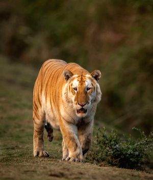 Boy mauled to death by tiger in UP's Pilibhit - Vimarsana News