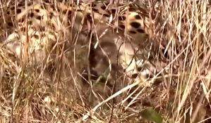 Namibian cheetah 'Jwala' gives birth to three cubs in Kuno - Vimarsana News