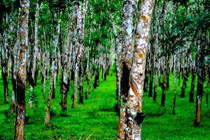 Natural rubber prices hover above int'l rates for over 10 years, production rises by 2 pc - Vimarsana News