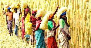 Odisha model, ecosystem services incentive & the way forward to mainstreaming millets - Vimarsana News