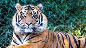 Pilibhit Tiger Reserve to replace solar fencing with chain link fence - Vimarsana News