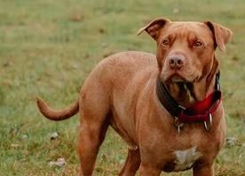 Youth, girl provoke their pet pitbull to attack neighbour, FIR lodged - Vimarsana News