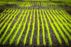 Punjab disburses Rs 19.83 crore to farmers opting for direct seeding of rice - Vimarsana News