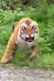 Tigress tranquilised in Dudhwa after two attacks - Vimarsana News