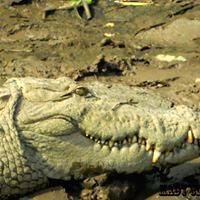Search on for 15-yr boy dragged into river by croc in K'taka - Vimarsana News