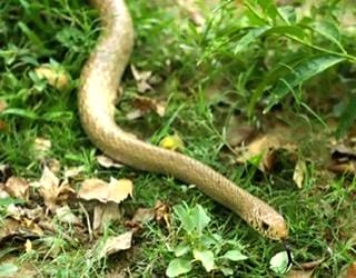 Heat forces reptiles into residential areas in Agra - Vimarsana News