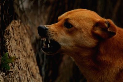 Dog bites trader's private parts in Bihar's Banka district, pays with its life - Vimarsana News