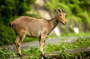 Three-day census of endangered Nilgiri tahr begins on April 29 - Vimarsana News