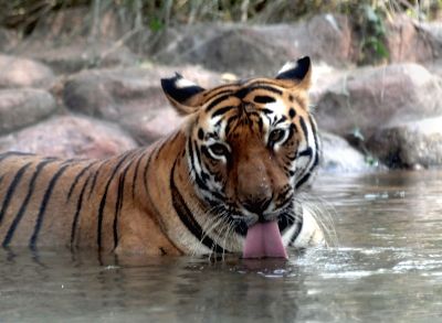 Tiger dies at Kaziranga National Park - Vimarsana News