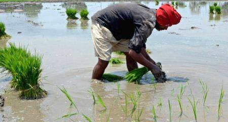 UP begins paddy procurement for current season - Vimarsana News