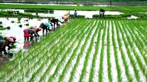 Samba paddy procurement in TN on expected lines: Officials - Vimarsana News