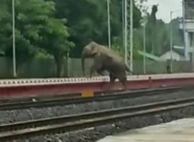 Elephant corridors need to be protected: Jairam Ramesh on elephants death in Bengal train collision - Vimarsana News