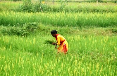 TN's Ramanathapuram to constitute 100 DPCs to procure Samba paddy - Vimarsana News