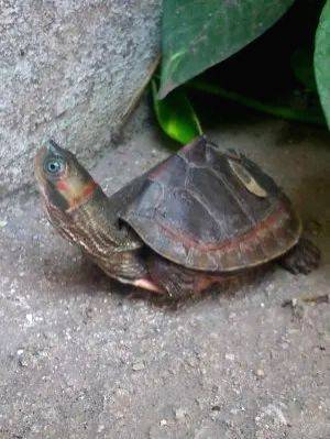 Turtles, rescued from poachers, released into Gomti River in Lucknow - Vimarsana News