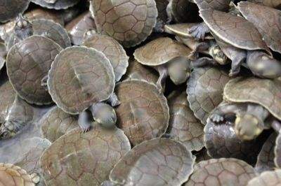 Two held with 319 turtle shells in Bihar - Vimarsana News