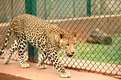 Two persons injured in leopard attack in Guwahati - Vimarsana News