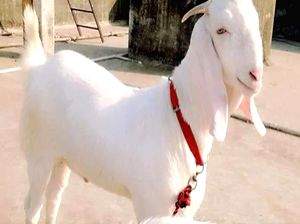 UP govt to open breeding farms for Jamunapari goats - Vimarsana News