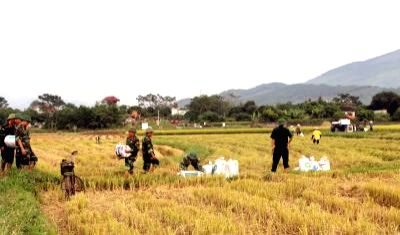 Vietnam promotes sustainable agriculture to reduce deforestation - Vimarsana News