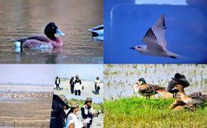 With 27% increase in waterbirds, Kaziranga among India's top 5 habitats of resident & winter migratory birds - Vimarsana News