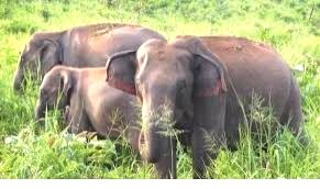 Shrinking forests, habitats leading to rising man-elephant conflict - Vimarsana News