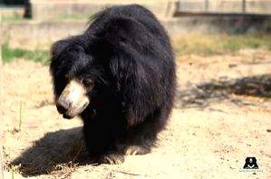 World's largest rescue centre in Taj city celebrates 'World Bear Day' - Vimarsana News