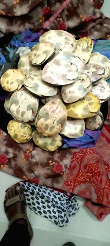 235 rare species of turtles recovered in Guwahati - Vimarsana News