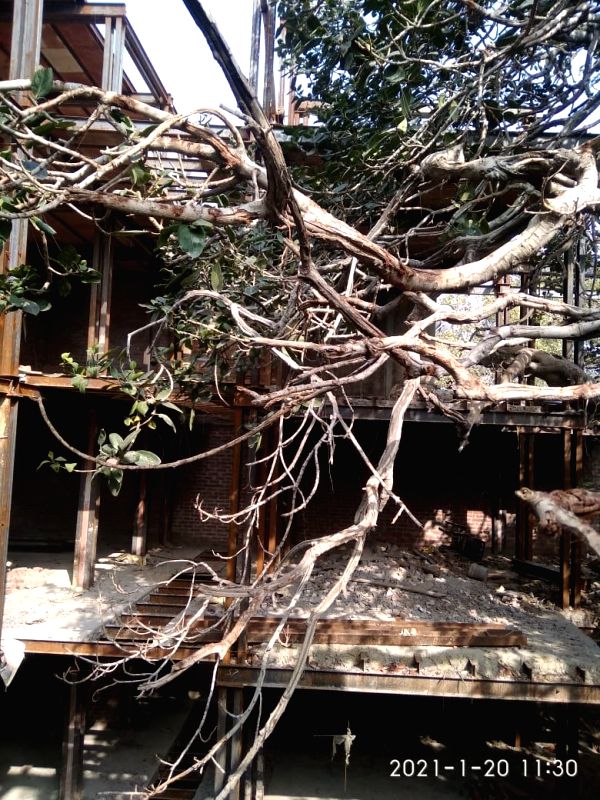 300-yr-old Banyan tree in Chandni Chowk awaits saviours - Vimarsana News