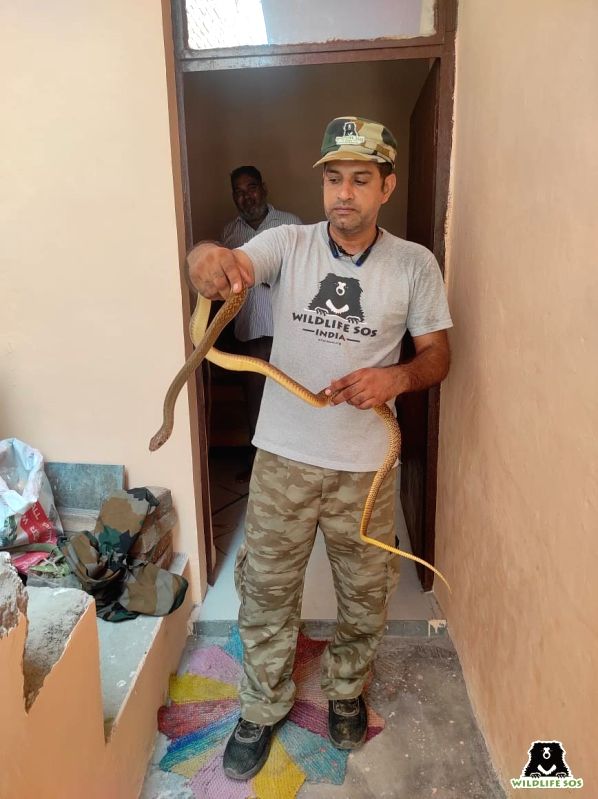 5-foot Indian rat snake rescued from refrigerator stand in Agra - Vimarsana News