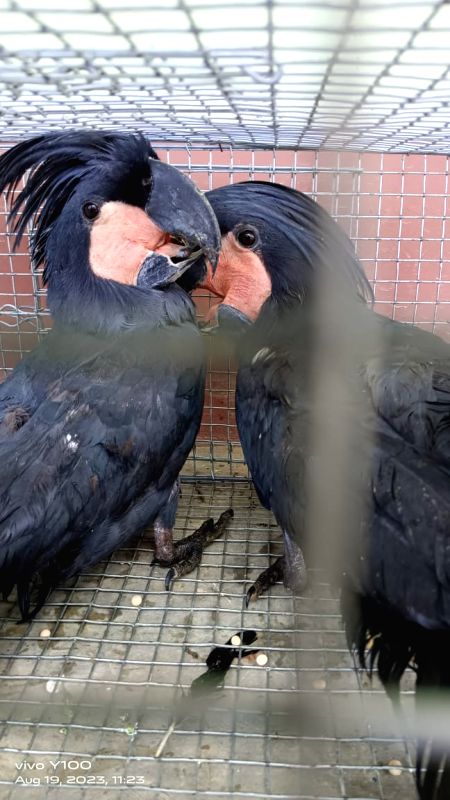 6 Australian Black Palm Cockatoos rescued in Assam - Vimarsana News