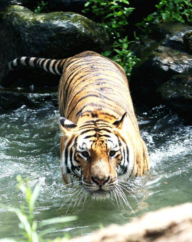 Tiger spotted inside MP's Jagran University, creates panic - Vimarsana News