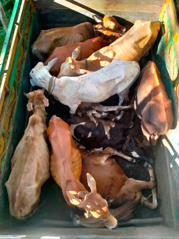 Goa to lift ban on cattle transportation for slaughtering - Vimarsana News