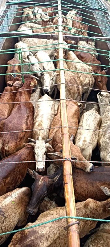 Assam Police foil two cattle smuggling bids - Vimarsana News